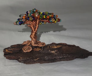 Multicolor bonsai on bark